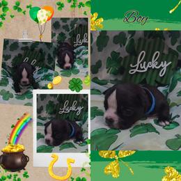 Blue - Black and white male Boston Terrier puppy in Clinton Township, Michigan from Greenberg's Boston Terriers & Bullies of Metro Detroit