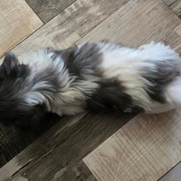 Zeus 4,550 - Dapple male Dachshund puppy in Tonopah, Arizona from Desert Diamond Dachshunds