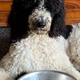 Assorted Doodle Crosses, Newfoundlands, Poodles, Saint Berdoodles, and Saint Bernards from Mammoth Doodles