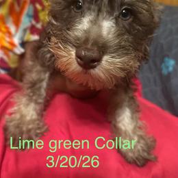 Rango (lime green collar) - Liver male Miniature Schnauzer puppy in Chicago, Illinois from Cuddly Cutts Pets