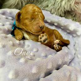 Onyx - Red  male Goldendoodle puppy in Boise, Idaho from Goldendoodle Baby