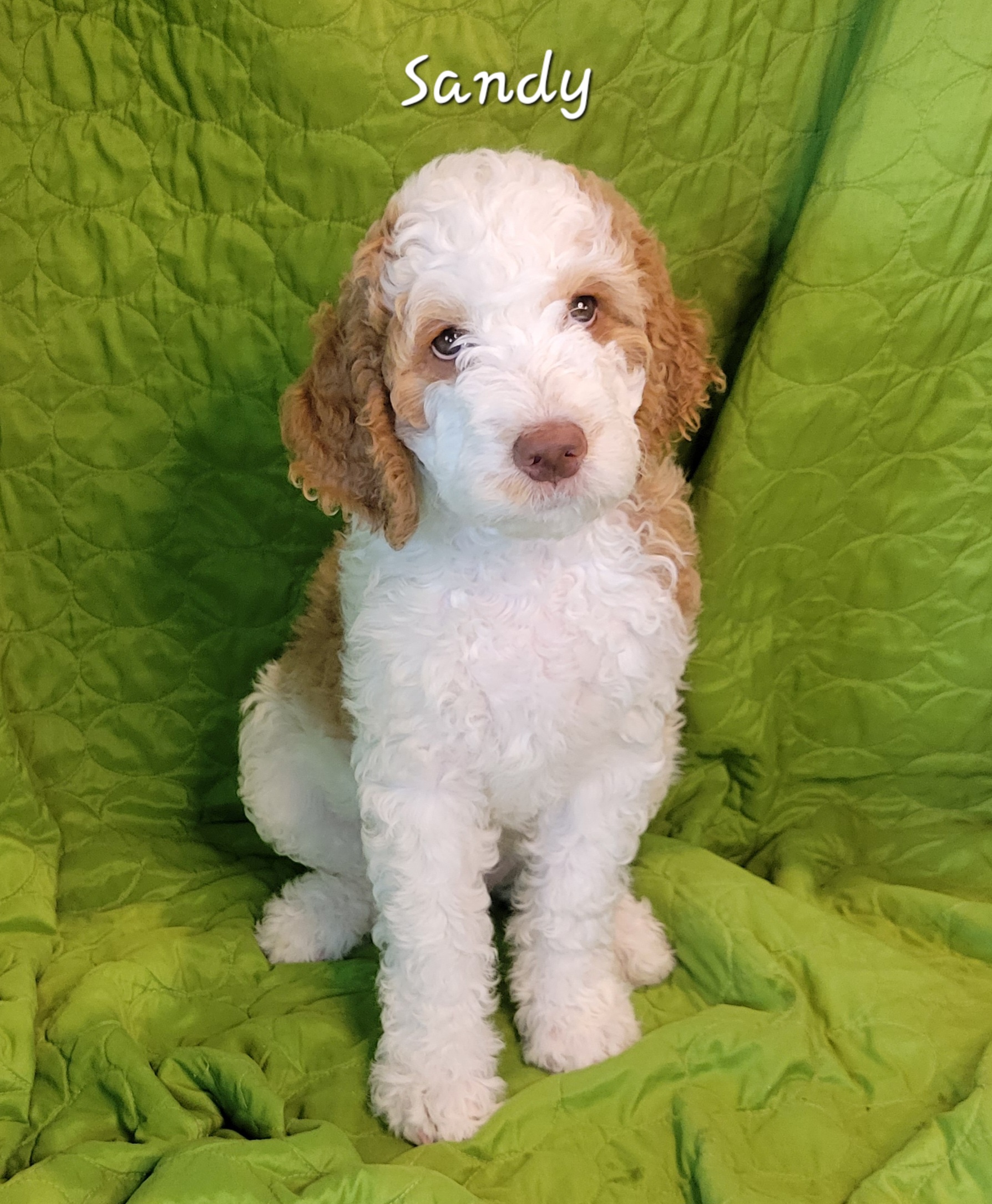 Sandy - Parti Springerdoodle puppy in Bradenton, Florida from Springerdoodles of Florida