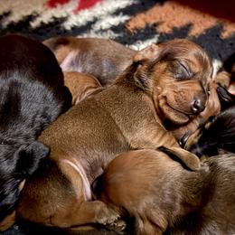 Australian Terriers, Dachshunds, and Lowchen from ZoeZoo Australian Terriers
