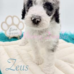 Zeus - Blue merle male Bernedoodle puppy in Omaha, Nebraska from Whimsy Doodles
