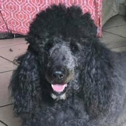 Lu - Goldendoodle
