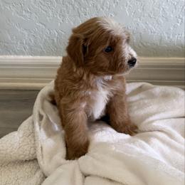 Boy 2 - Red male Bernedoodle puppy in Spring Hill, Florida from Ohana Doodles x Frenchies