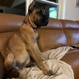 Lime Collar or Teal - Fawn male Cane Corso puppy in Paris, Texas from Knucklehead Cane Corso