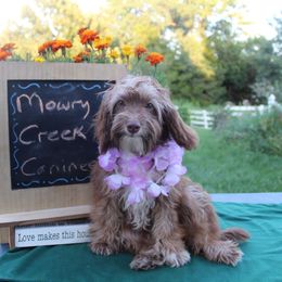 Victoria - Red tri-color female Aussiedoodle puppy in Hopkins, Missouri from Mowry Creek Mini Aussiedoodles and More