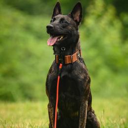 Illumi - Dutch Shepherd