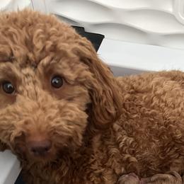Assorted Doodle Crosses, Aussiedoodles, Cavalier King Charles Spaniels, Cavapoos, Cockapoos, Goldendoodles, and Poodles from Ooodles of Doodles