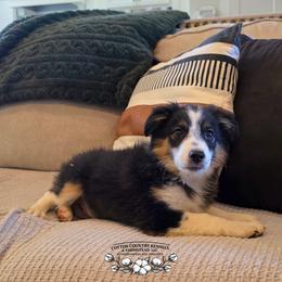 Rocket - Black tri male Miniature Australian Shepherd puppy in Vinemont, Alabama from Cotton Country Kennels