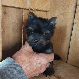 Girl 2 - Black and gold female Yorkshire Terrier puppy in Jamestown, Tennessee from Green Ridge