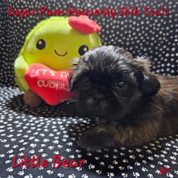 Little Bear 7th born - Brindle male Shih Tzu puppy in Havelock, North Carolina from Sugar Paws Heavenly Shih Tzu’s
