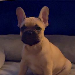 Armani - Fawn male French Bulldog puppy in Newport News, Virginia from Emotional Support Babies