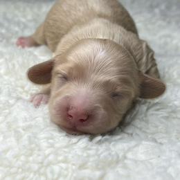 Kristoff - Cream male Dachshund puppy in Payette, Idaho from NT Mini Doxies
