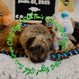 Chihuahua and Shih Tzu Puppies from C&E Royal Shih Tzu