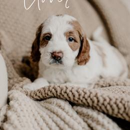 Clover - Parti male Goldendoodle puppy in Patterson, California from Dooling Doodles