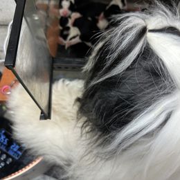 Bearded Collie and Border Collie Puppies from Beloved Bearded & Border Collies