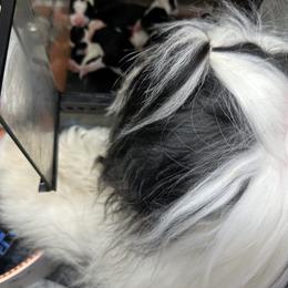 Bearded Collie and Border Collie Puppies from Beloved Bearded & Border Collies