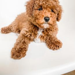 Poodle Puppies from Miniature Poodle Stud and Pups