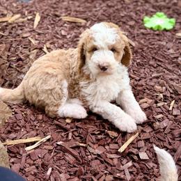 Arthur - Red Abstract - Red male Bernedoodle puppy in Lookout, California from Remington Kennels, LLC