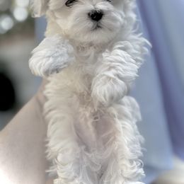 Moon - White male Maltese puppy in Upland, California from Prime Paradise Kennel