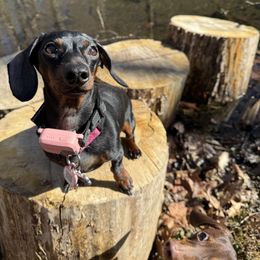 Peach - Dachshund