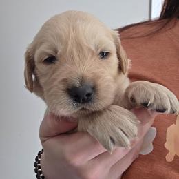 Boy 1 - Light golden male Golden Retriever puppy in Lawtey, Florida from Rise and Shine Goldens