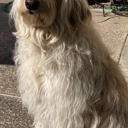 Goldendoodles from Cblossomdoodles