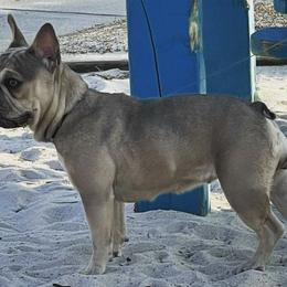 French Bulldogs from Goodbread Frenchies