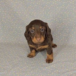 Dachshund Puppies from Newbern's Nuggets