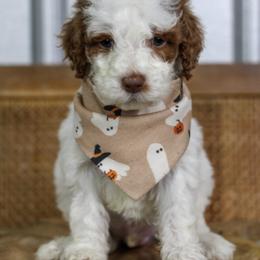 Sneezy - Parti male Goldendoodle puppy in Warsaw, Ohio from Lovabledoodles