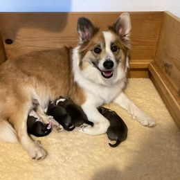 Icelandic Sheepdog Puppies from Greenbrier Icelandics