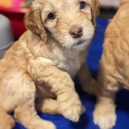 Australian Labradoodle Puppies from Running Brook Doodles