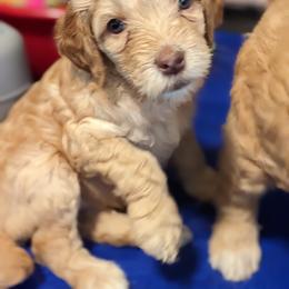 Australian Labradoodle Puppies from Running Brook Doodles