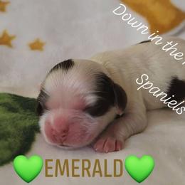 AKC Emerald - Brown roan female Cocker Spaniel puppy in Morristown, Tennessee from Down in the Holler