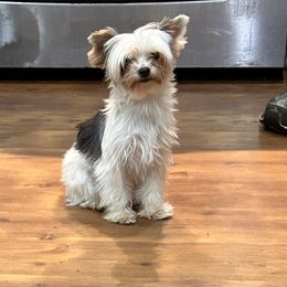Sandy - Yorkshire Terrier