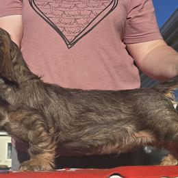 Gary - Chocolate and tan male Dachshund puppy in Peyton, Colorado from Timber Springs Wirehair Dachshunds