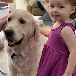 Golden Retriever Puppies from Fox Meadow English Cream Goldens