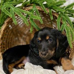Dachshund Puppies from Down The Hill Potterdale