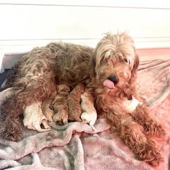 Goldendoodle Puppies from Native Ranch Puppies