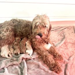 Goldendoodle Puppies from Native Ranch Puppies