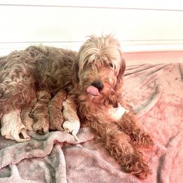 Goldendoodle Puppies from Native Ranch Puppies