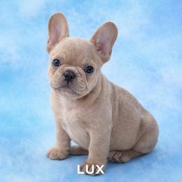 LUX - Cream male French Bulldog puppy in Connersville, Indiana from MoonShine Babies
