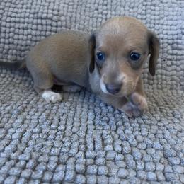 Baby Bluey - Dapple female Dachshund puppy in Norman, Oklahoma from Mother of Dachshunds