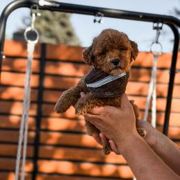 Blue collar boy - Apricot male Goldendoodle puppy in Spokane, Washington from Dream Doodles in Spokane WA