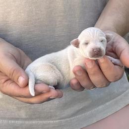 Girl 1 - Exquisite Pale Cream - Cream female Italian Greyhound puppy in Sugar Valley, Georgia from Pinnacle Farm and Kennel
