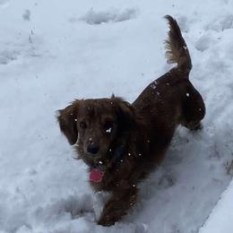 Louis - Dachshund
