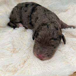 Girl 1 - Blue merle female Aussiedoodle puppy in Pomona, California from Socal Aussiedoodles