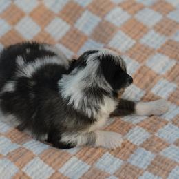 Sally - Blue merle female Miniature Australian Shepherd puppy in Hartman, Arkansas from Southern Edition Aussies
